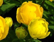 image of flower