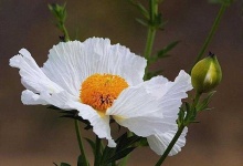 image of flower