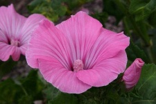 image of flower