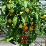 image of fruit_and_vegetable