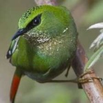 image of bird