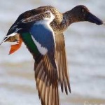 image of bird