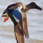 image of northern_shoveler #29