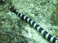 image of sea_snake