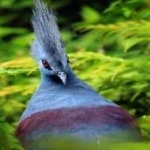 image of bird