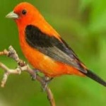 image of bird