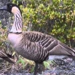 image of bird