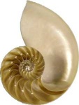 image of chambered_nautilus