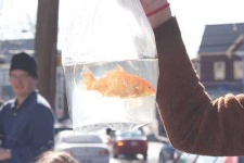 image of goldfish