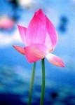 image of lotus