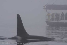 image of killer_whale #15