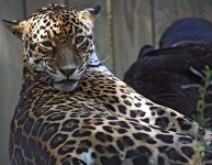 image of jaguar_car