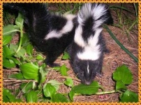 image of skunk