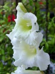 image of flower