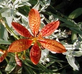 image of flower