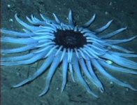 image of sea_anemone