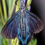 image of animal