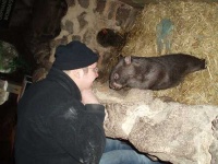 image of wombat