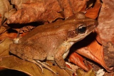 image of tailed_frog
