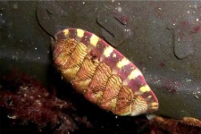image of chiton