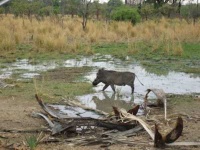image of warthog