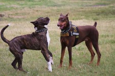 image of doberman