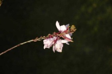 image of flower