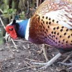 image of bird