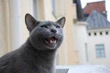 image of animal