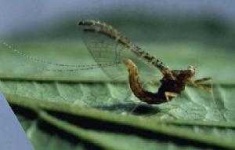 image of mayfly