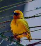image of animal