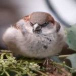 image of bird