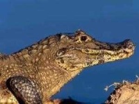 image of animal