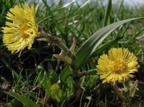 image of flower