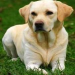 image of animal