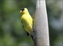 image of goldfinch