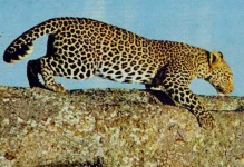 image of jaguar_car