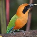 image of bird