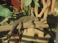 image of common_iguana