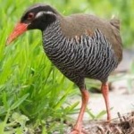 image of bird