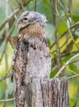 image of potoo