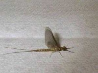 image of mayfly