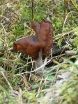 image of gyromitra