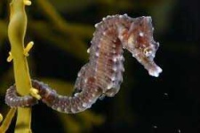 image of seahorse #30