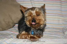 image of yorkshire_terrier #7