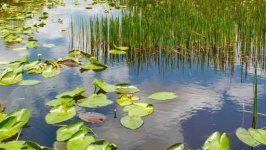 image of wetland