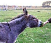 image of donkey #34