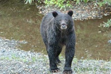 image of american_black_bear