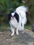 image of japanese_spaniel