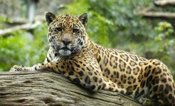 image of jaguar_car